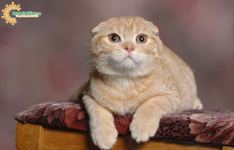 Mèo scottish tai cụp chú mèo đẹp nhất thế giới