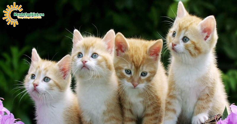 Top 10 giống mèo đẹp nhất thế giới bạn nên biết