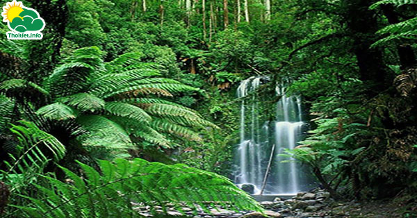 Đặc điểm tự nhiên của rừng nhiệt đới Việt Nam