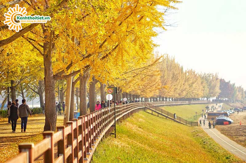 Hàn Quốc mùa thu nhuộm trong sắc vàng rực rỡ