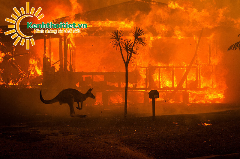 Thảm họa cháy rừng ở Australia ảnh hưởng nguy hiểm cả trong lịch sử và cuộc sống hiện tại