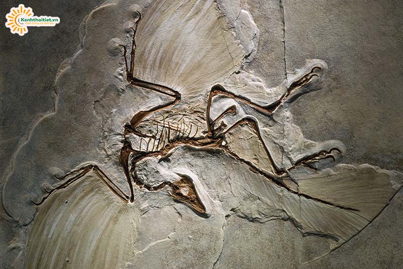 Hóa thạch chim thủy tổ